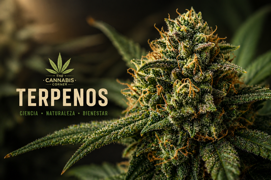 Mirceno: el terpeno más abundante del cannabis y su perfil aromático